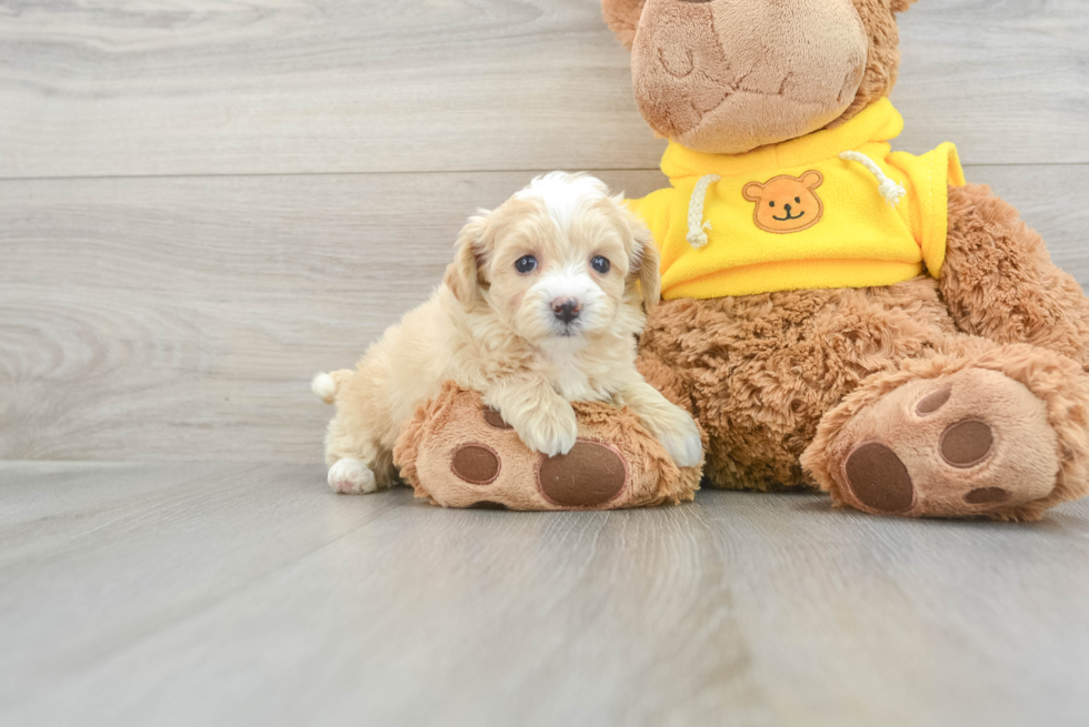 Maltipoo Pup Being Cute