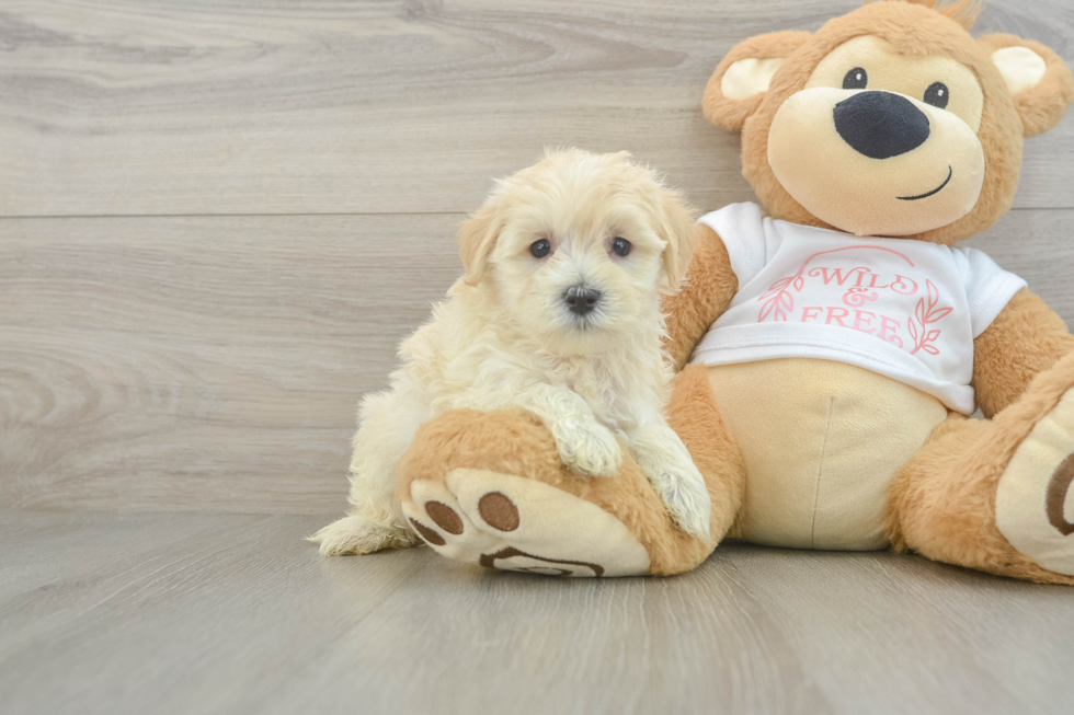 Funny Maltipoo Poodle Mix Pup