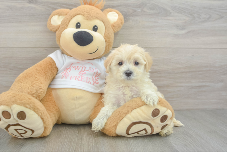 Maltipoo Puppy for Adoption