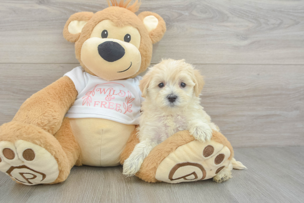 Maltipoo Puppy for Adoption