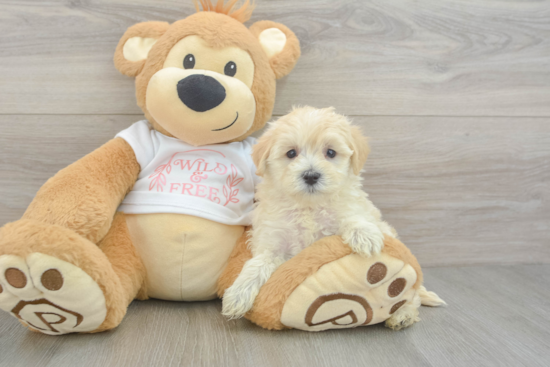 Maltipoo Puppy for Adoption