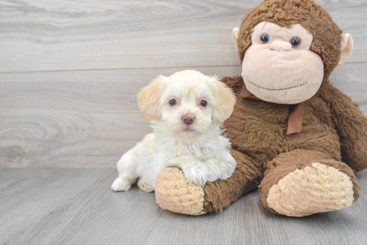 Hypoallergenic Maltese Poodle Poodle Mix Puppy