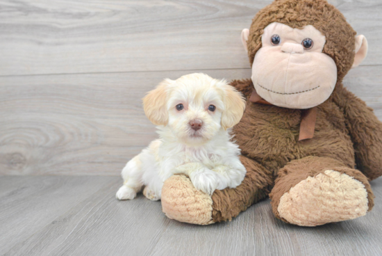 Hypoallergenic Maltese Poodle Poodle Mix Puppy