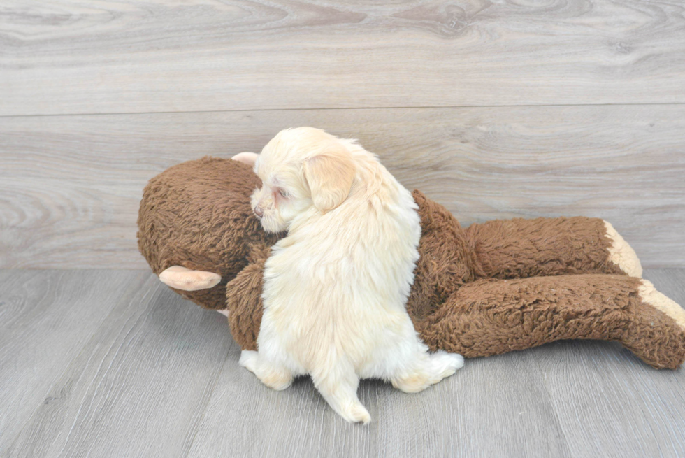 Fluffy Maltipoo Poodle Mix Pup