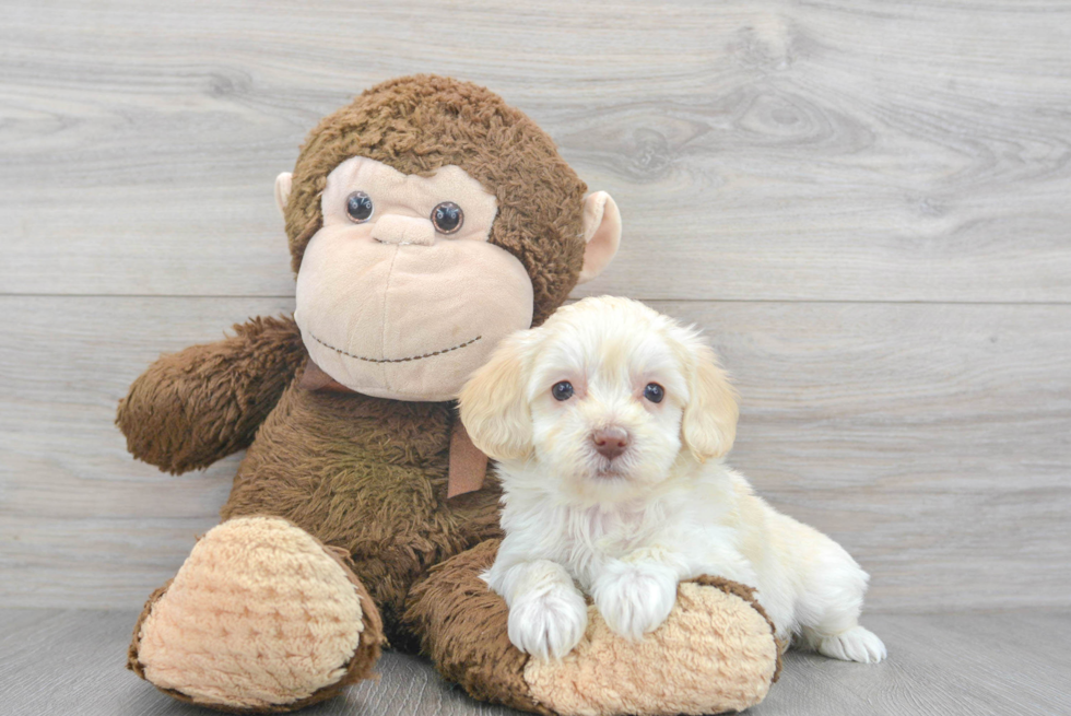 Funny Maltipoo Poodle Mix Pup