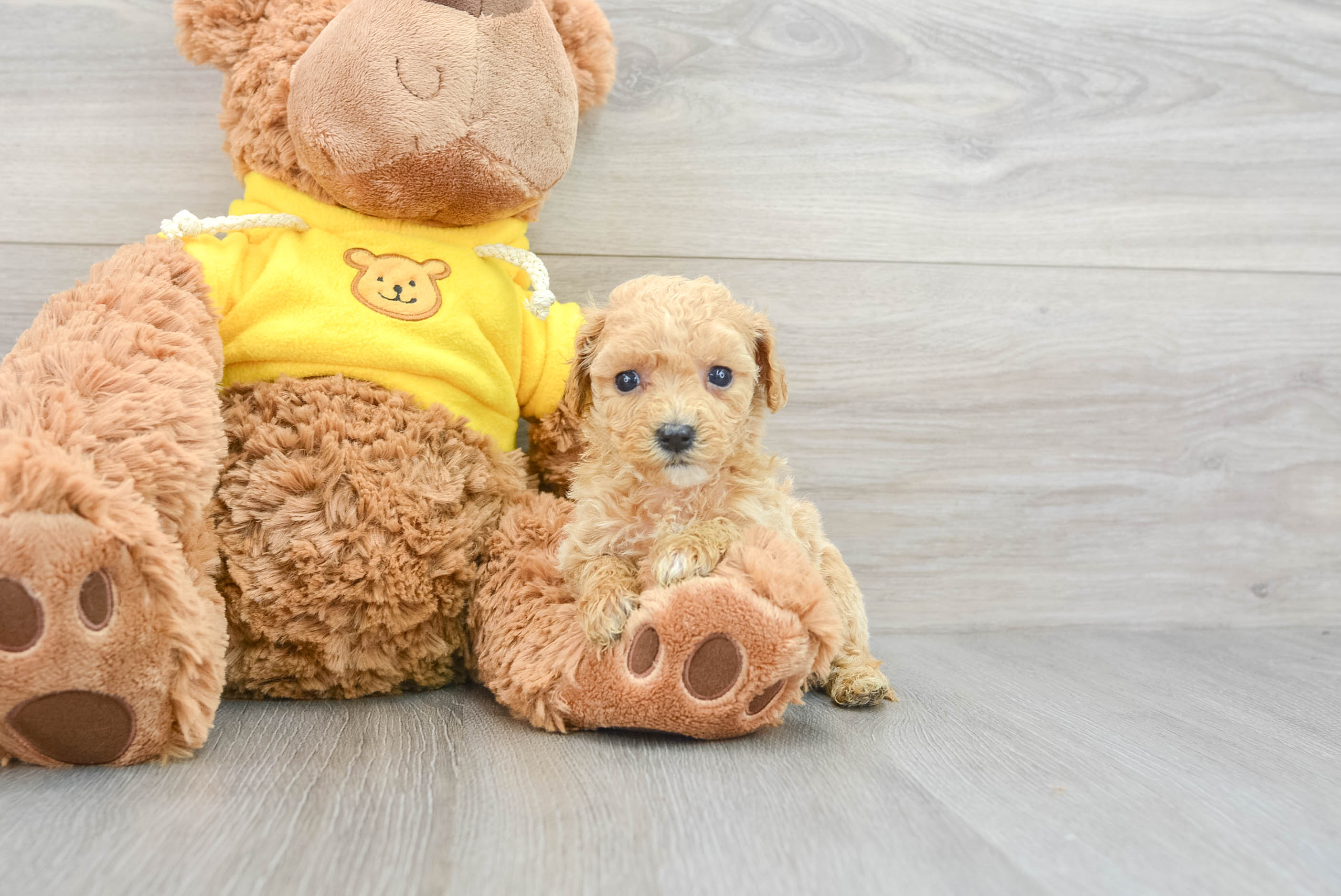 Best Maltipoo Baby