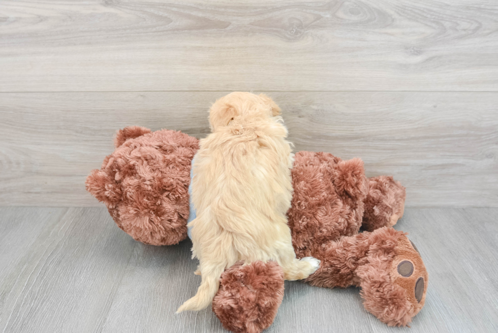 Maltipoo Pup Being Cute