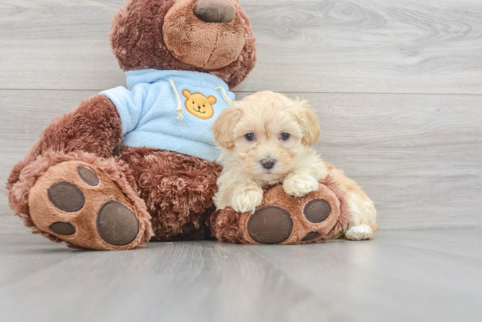 Cute Maltipoo Baby