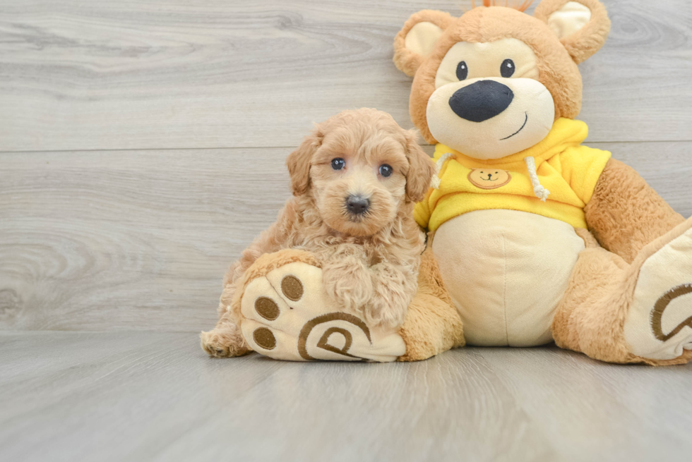 Playful Maltepoo Poodle Mix Puppy