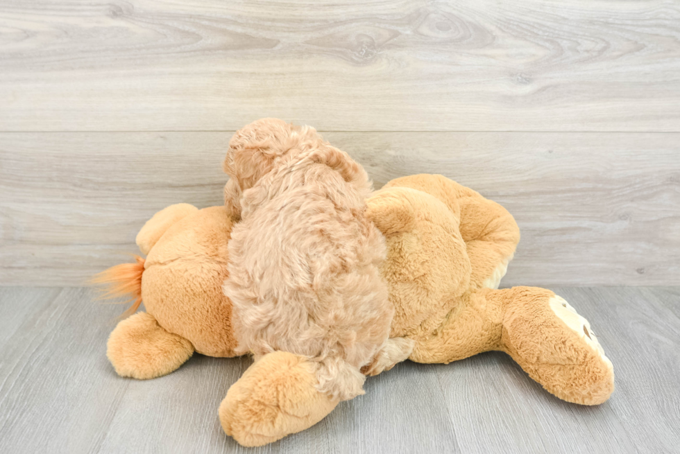 Little Multipoo Poodle Mix Puppy