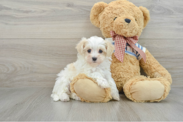 Best Maltipoo Baby