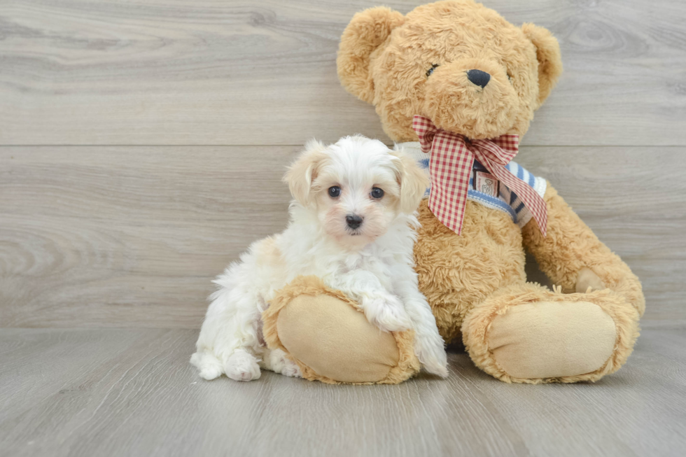 Best Maltipoo Baby
