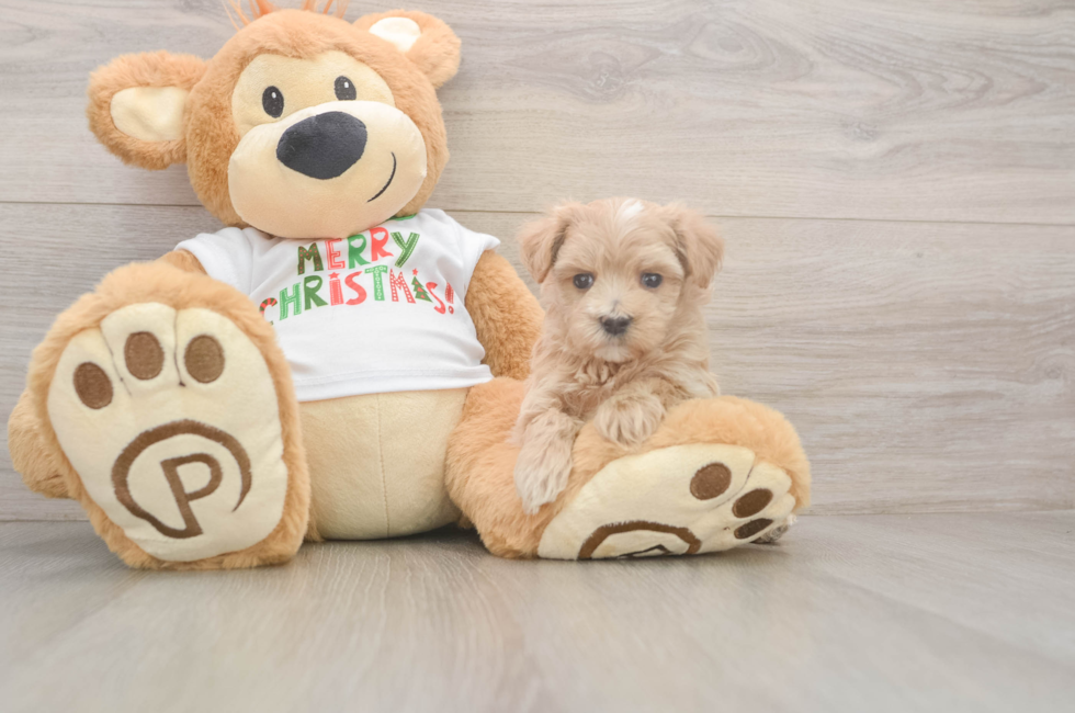 6 week old Maltipoo Puppy For Sale - Premier Pups