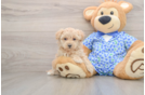 Energetic Moodle Poodle Mix Puppy