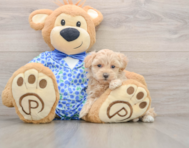 9 week old Maltipoo Puppy For Sale - Premier Pups