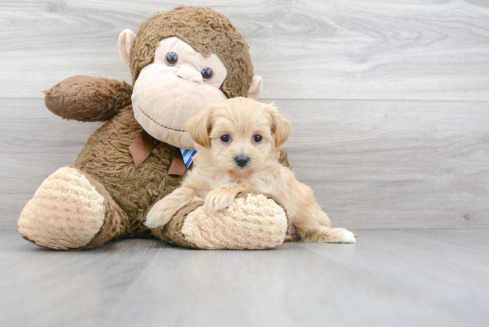 Small Maltipoo Baby