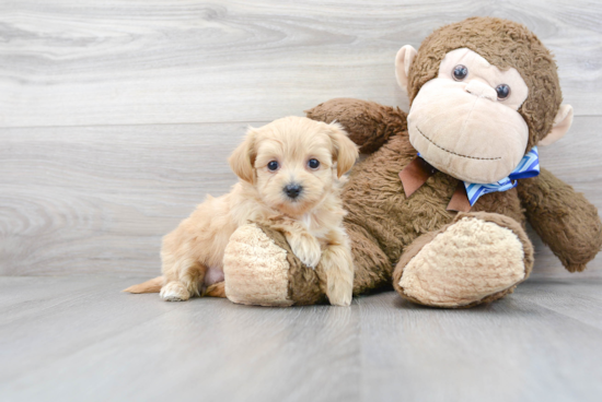 Petite Maltipoo Poodle Mix Pup