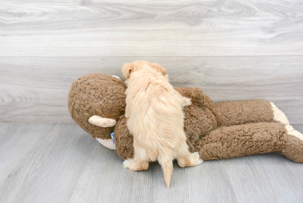 Hypoallergenic Maltese Poodle Poodle Mix Puppy