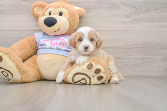 BRADLEY, a Maltipoo littermate