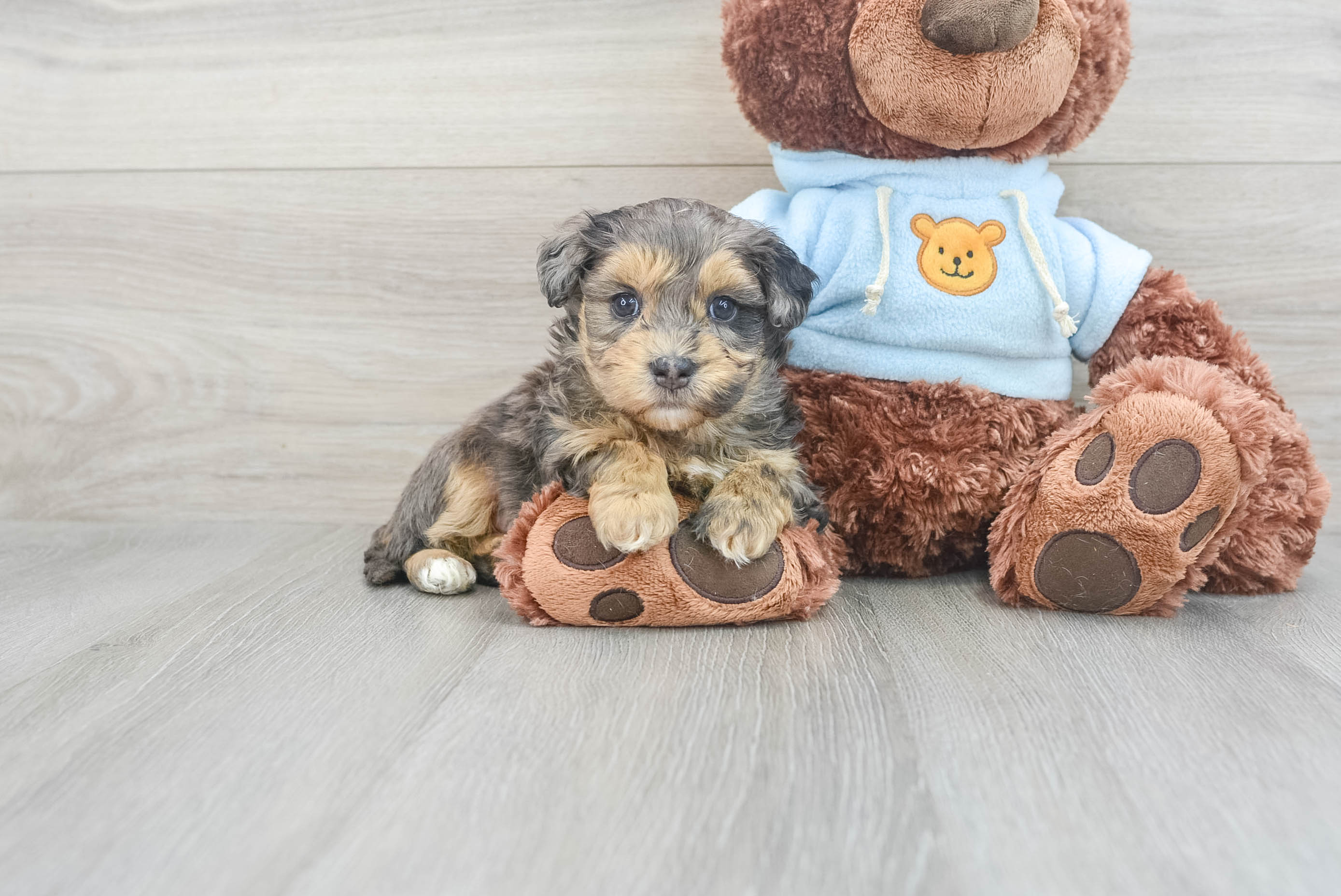 Maltipoo Puppy for Adoption