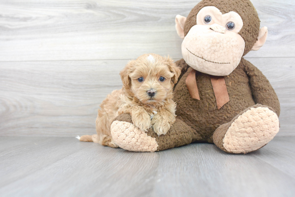 Playful Maltepoo Poodle Mix Puppy