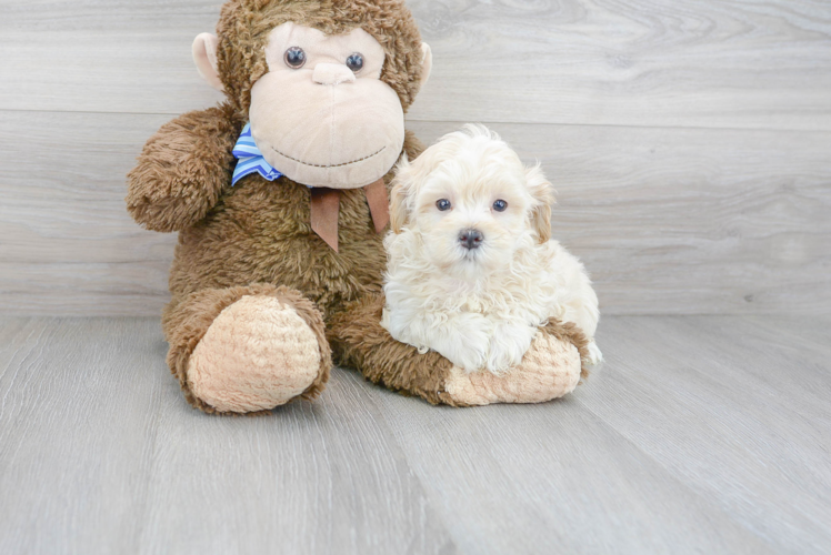 Little Maltepoo Poodle Mix Puppy