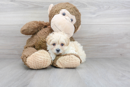 Small Maltipoo Baby