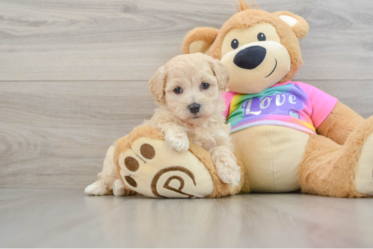 Popular Maltipoo Poodle Mix Pup