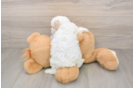 Petite Maltipoo Poodle Mix Pup