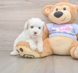 7 week old Maltipoo Puppy For Sale - Premier Pups