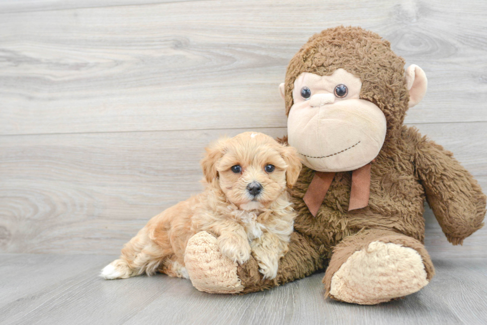 Funny Maltipoo Poodle Mix Pup