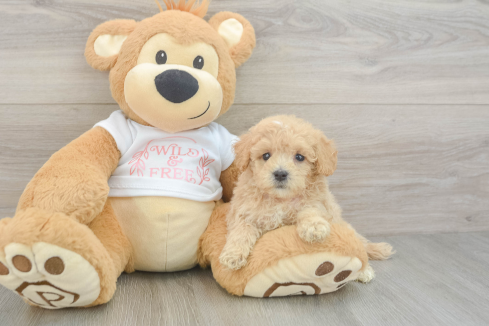 Adorable Maltepoo Poodle Mix Puppy