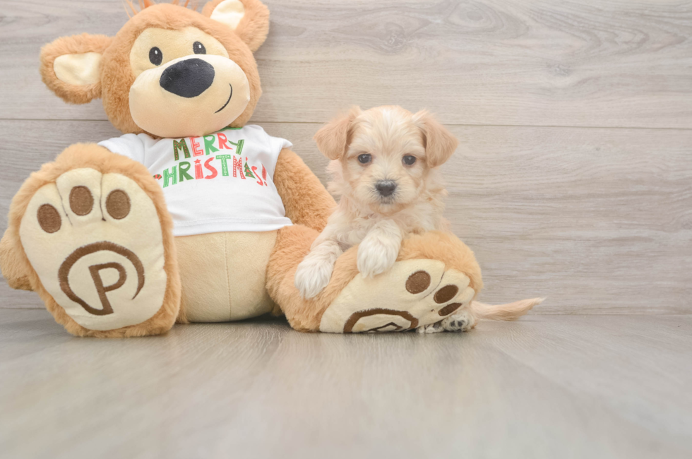 6 week old Maltipoo Puppy For Sale - Premier Pups