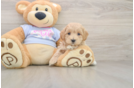 Maltipoo Pup Being Cute