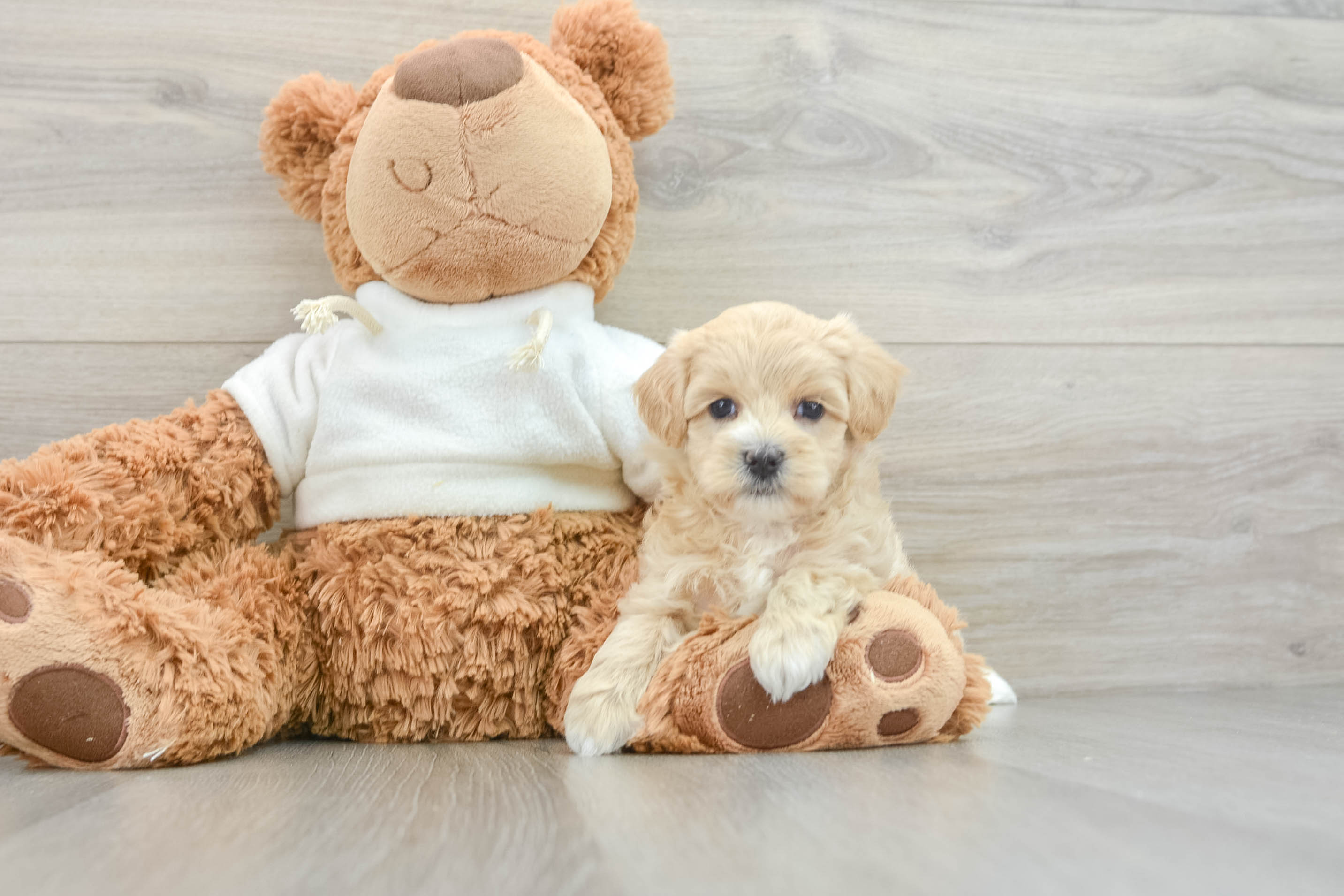 Hypoallergenic Multipoo Poodle Mix Puppy
