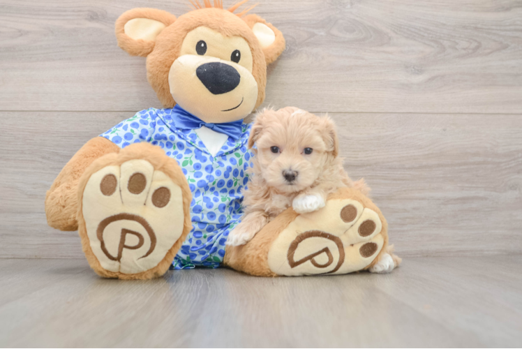 Little Malt Oodle Poodle Mix Puppy