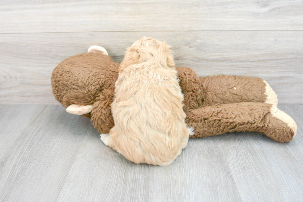 Maltipoo Puppy for Adoption