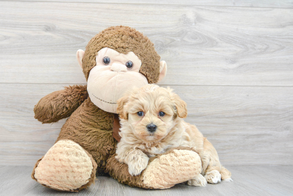Energetic Maltepoo Poodle Mix Puppy