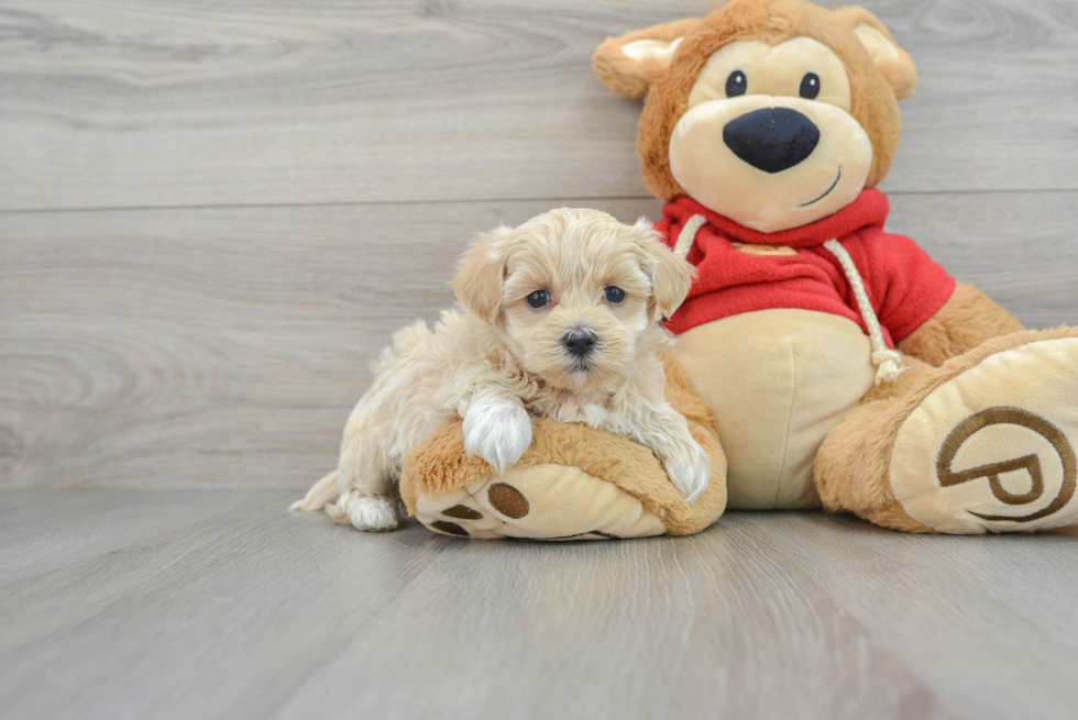 Best Maltipoo Baby