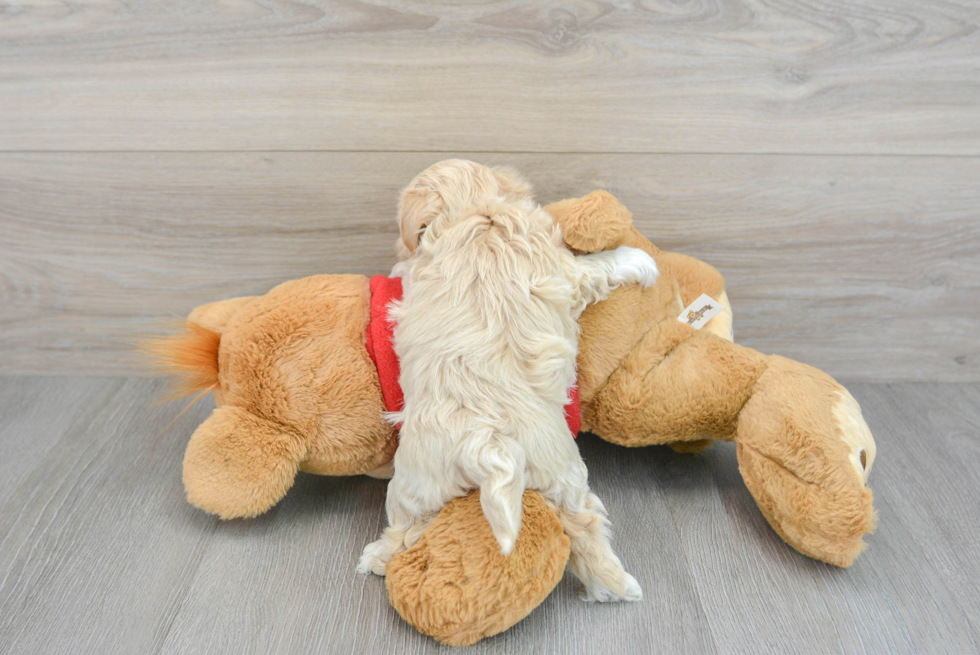 Popular Maltipoo Poodle Mix Pup