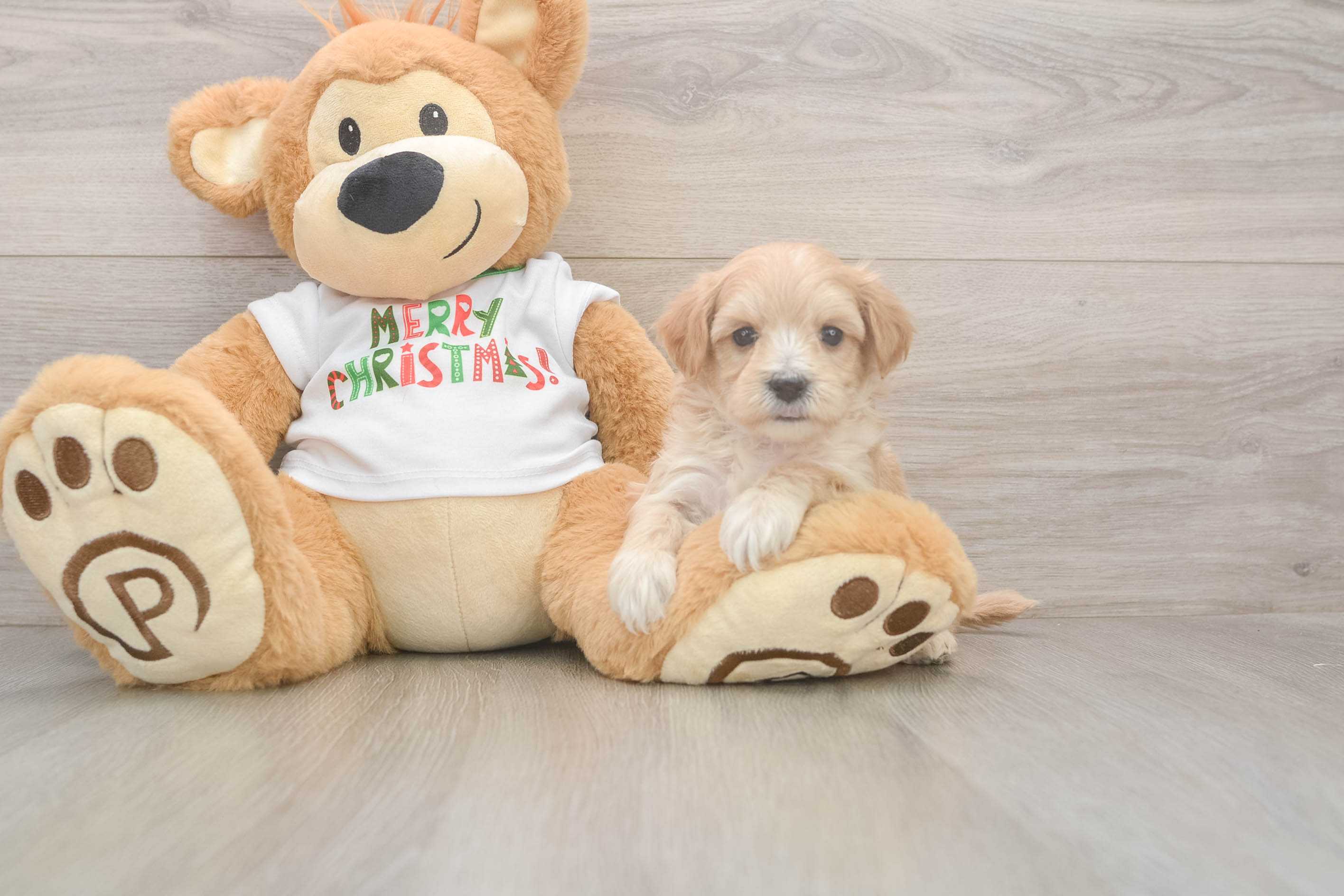 Small Maltipoo Baby