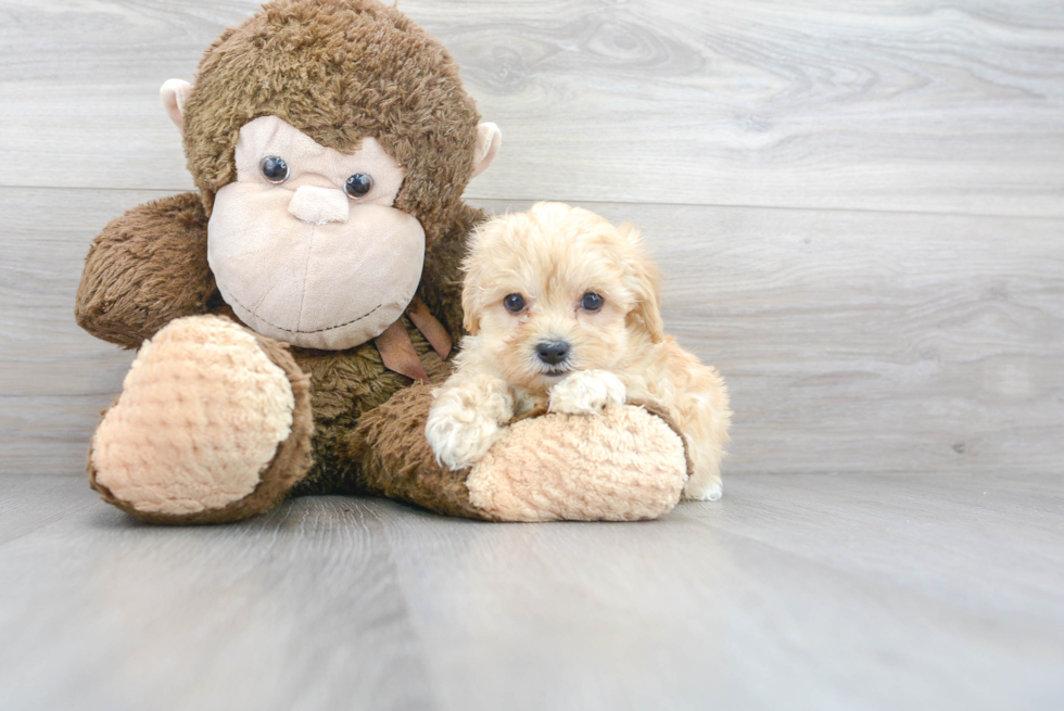 Maltipoo Puppy for Adoption