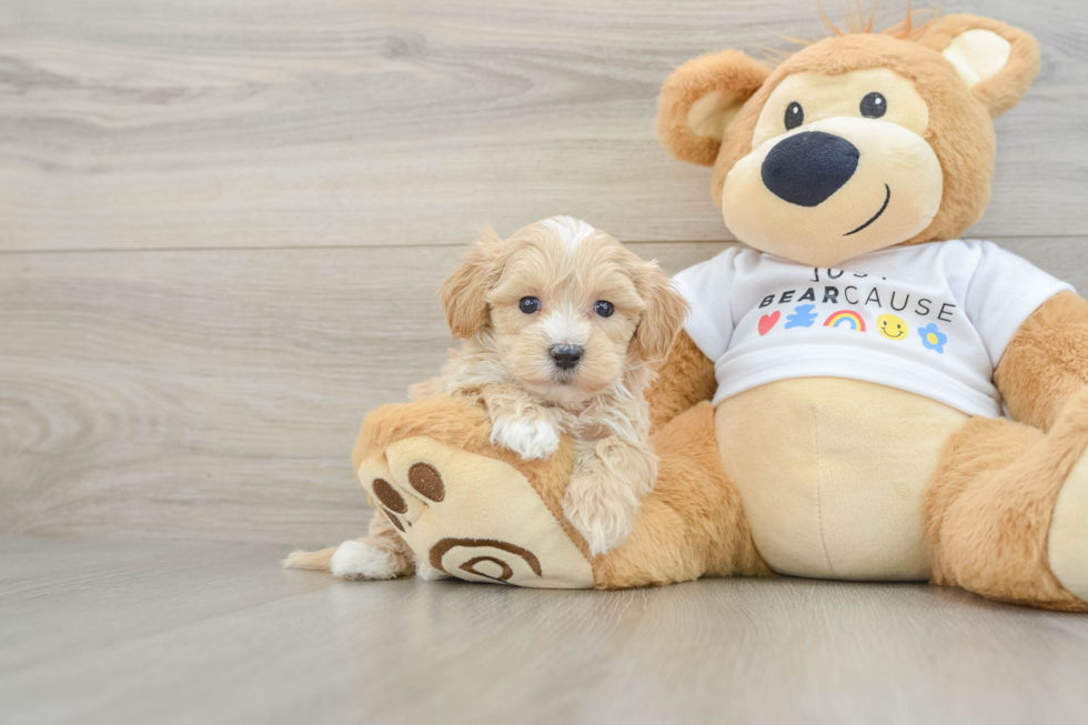 Maltipoo Puppy for Adoption