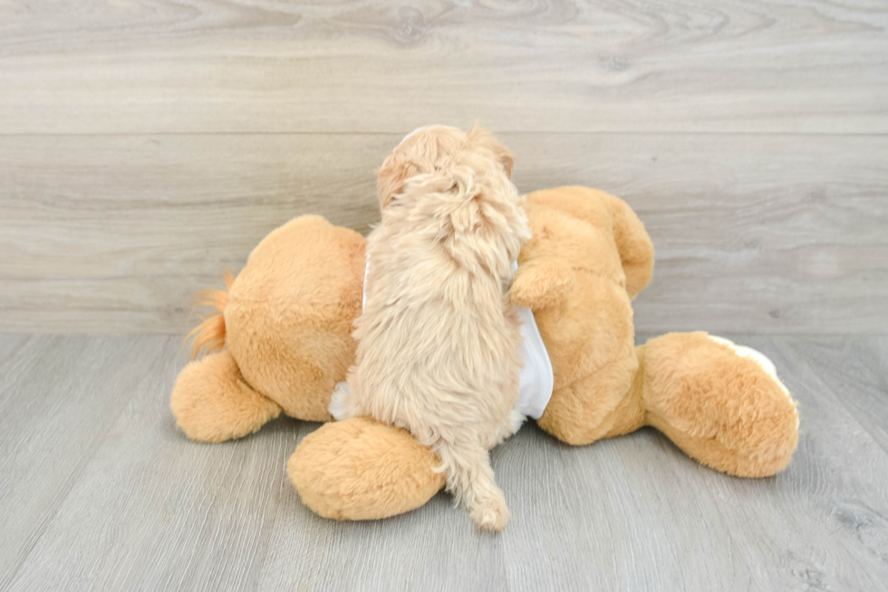 Popular Maltipoo Poodle Mix Pup