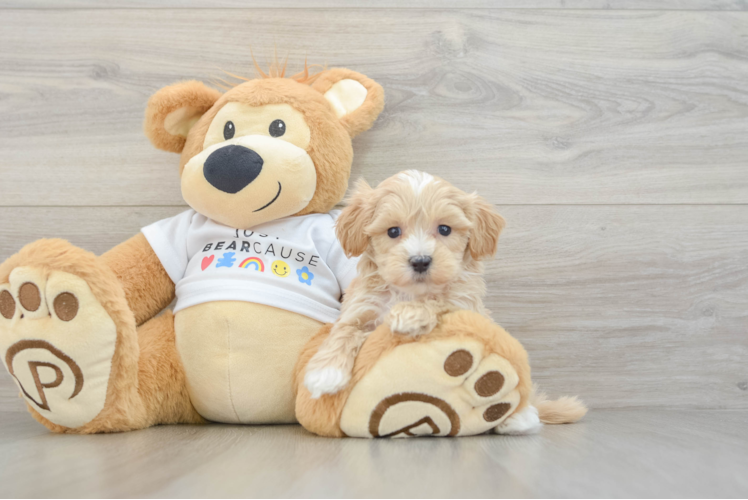 Funny Maltipoo Poodle Mix Pup