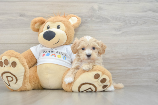 Funny Maltipoo Poodle Mix Pup