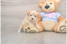 Maltipoo Pup Being Cute