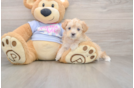Maltipoo Pup Being Cute