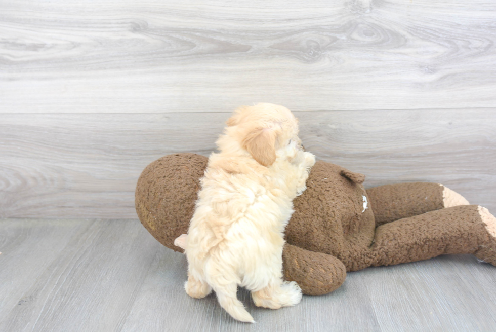 Maltipoo Pup Being Cute