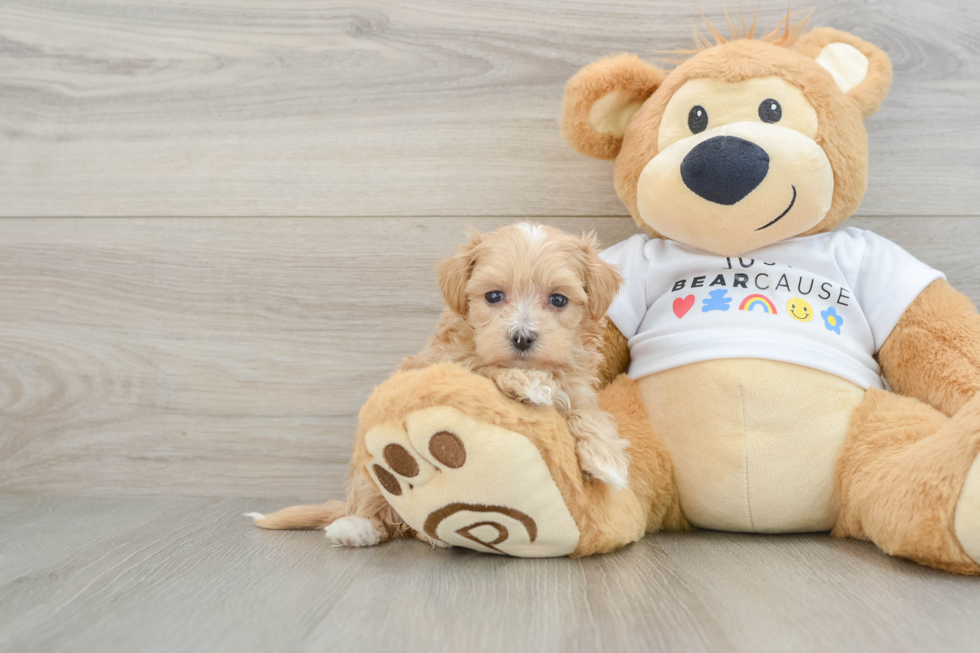 Playful Multipoo Poodle Mix Puppy